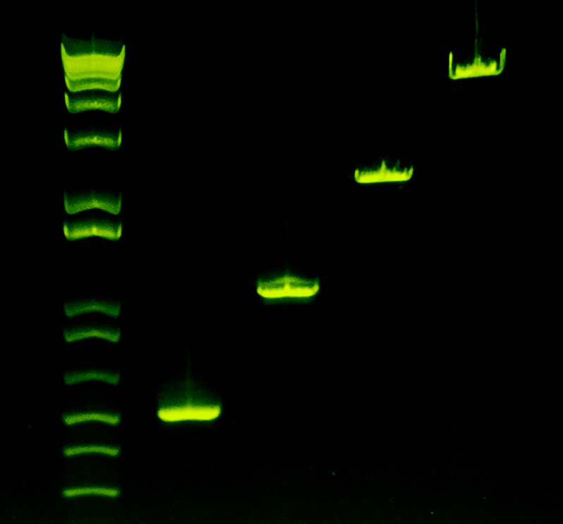Sahara Hot Start PCR Master Mix amplifies fragments ranging from 500 to 4000 bp