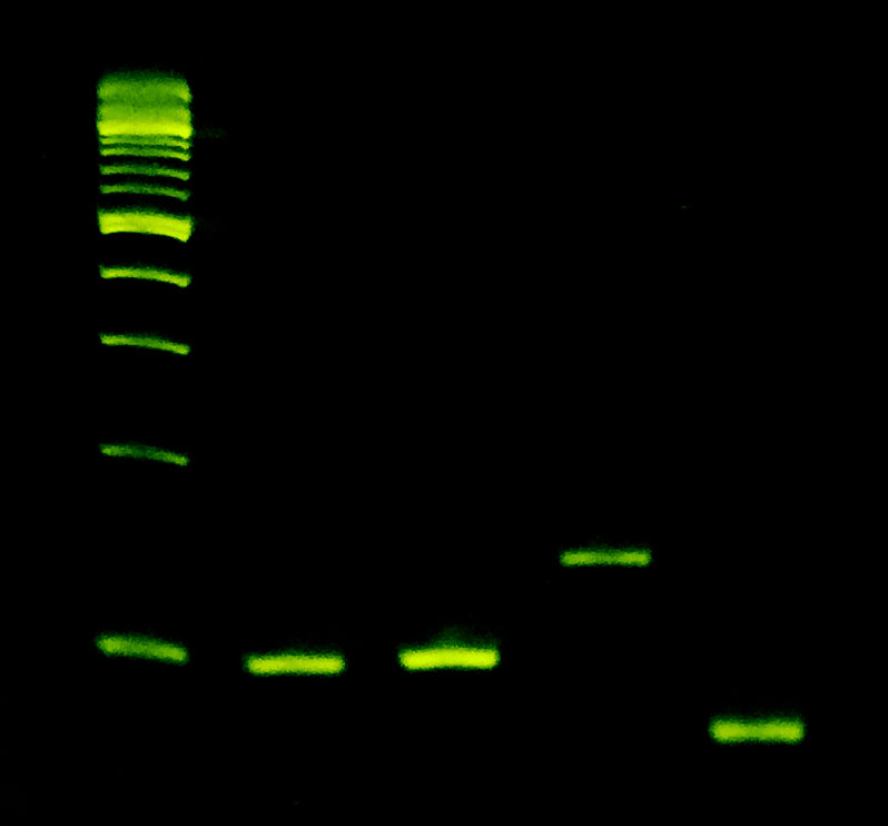 Sahara Hot Start PCR Master Mix amplifies fragments ranging from 42% to 67% GC content