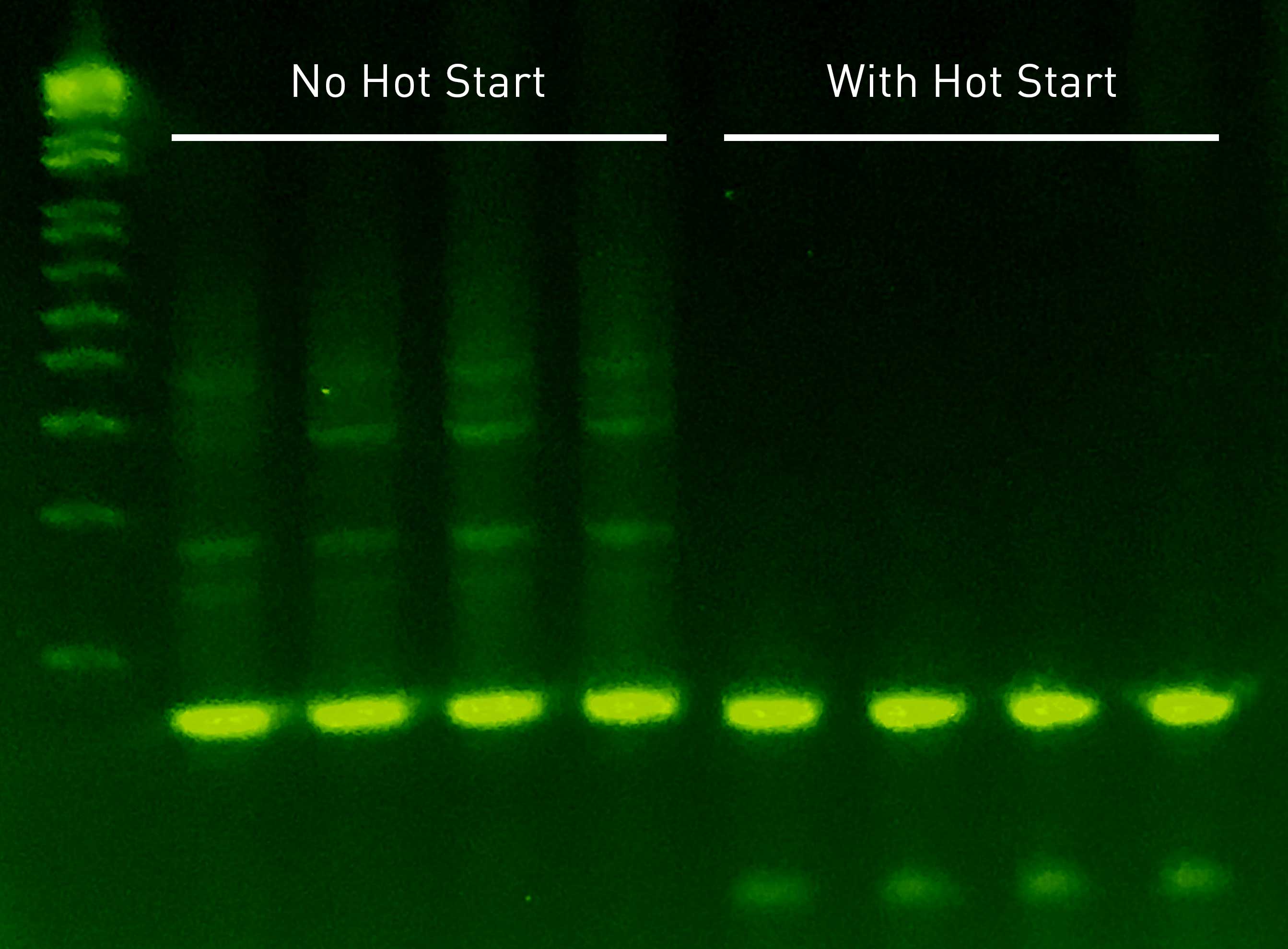 Ara h2 gene fragment